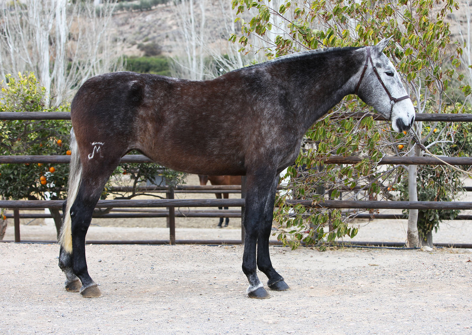 Yegua Española Torda - Gray Spanish Mare