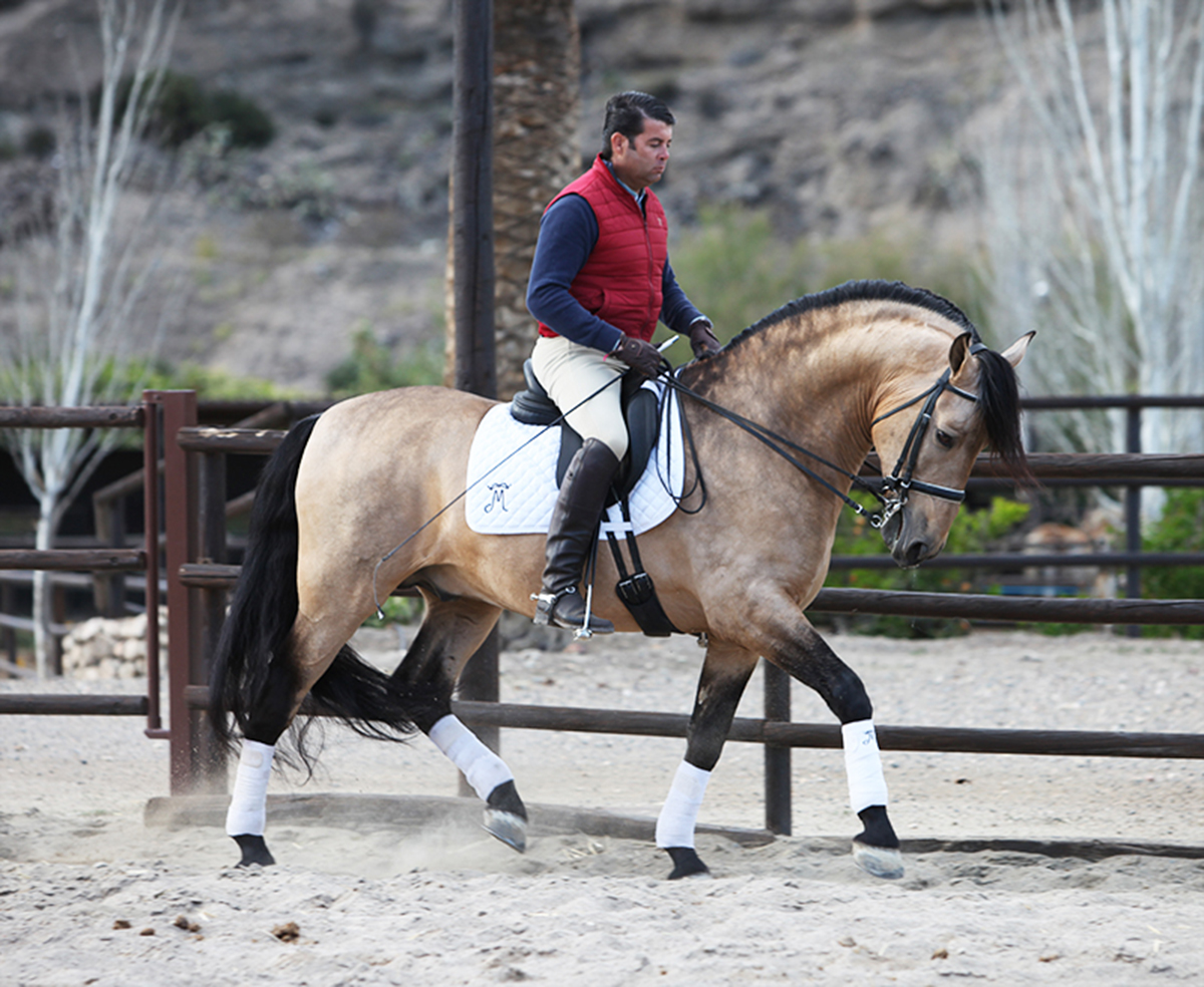 Buckskin Andalusian Stallion - Gador DM - PRE Horse