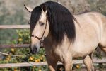 Caballo PRE Bayo - Buckskin Andalusian Stallion