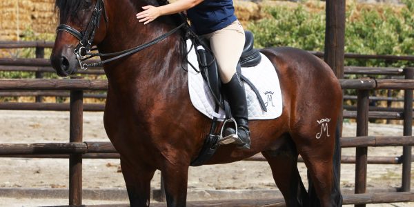 Caballos de Pura Raza Española