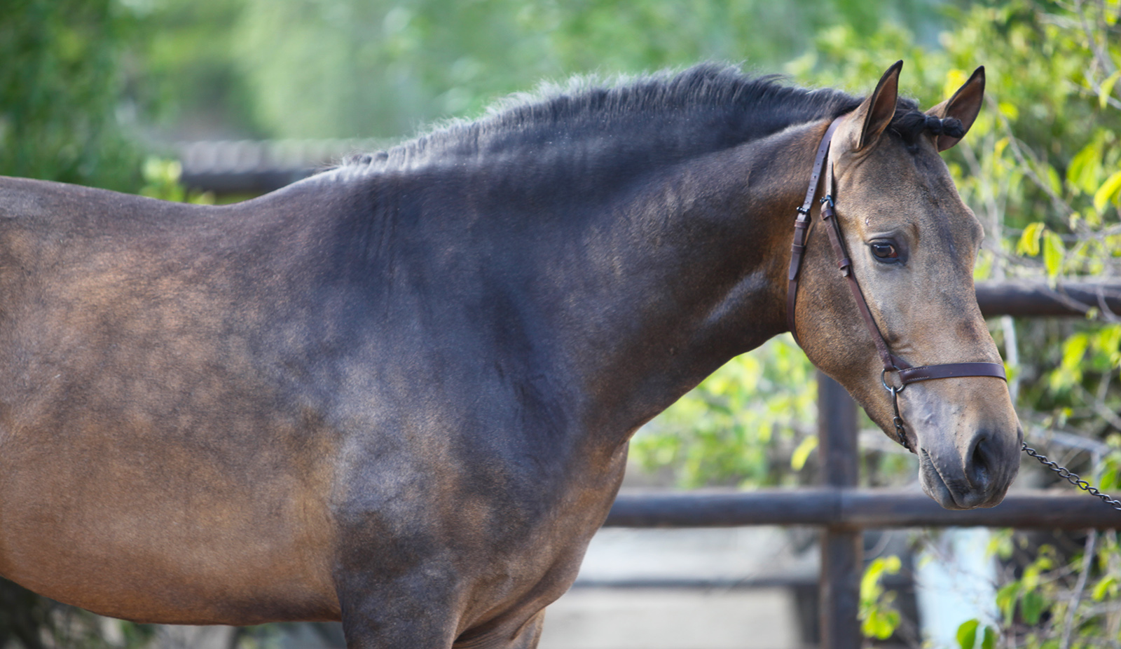 Caballo PRE Bayo