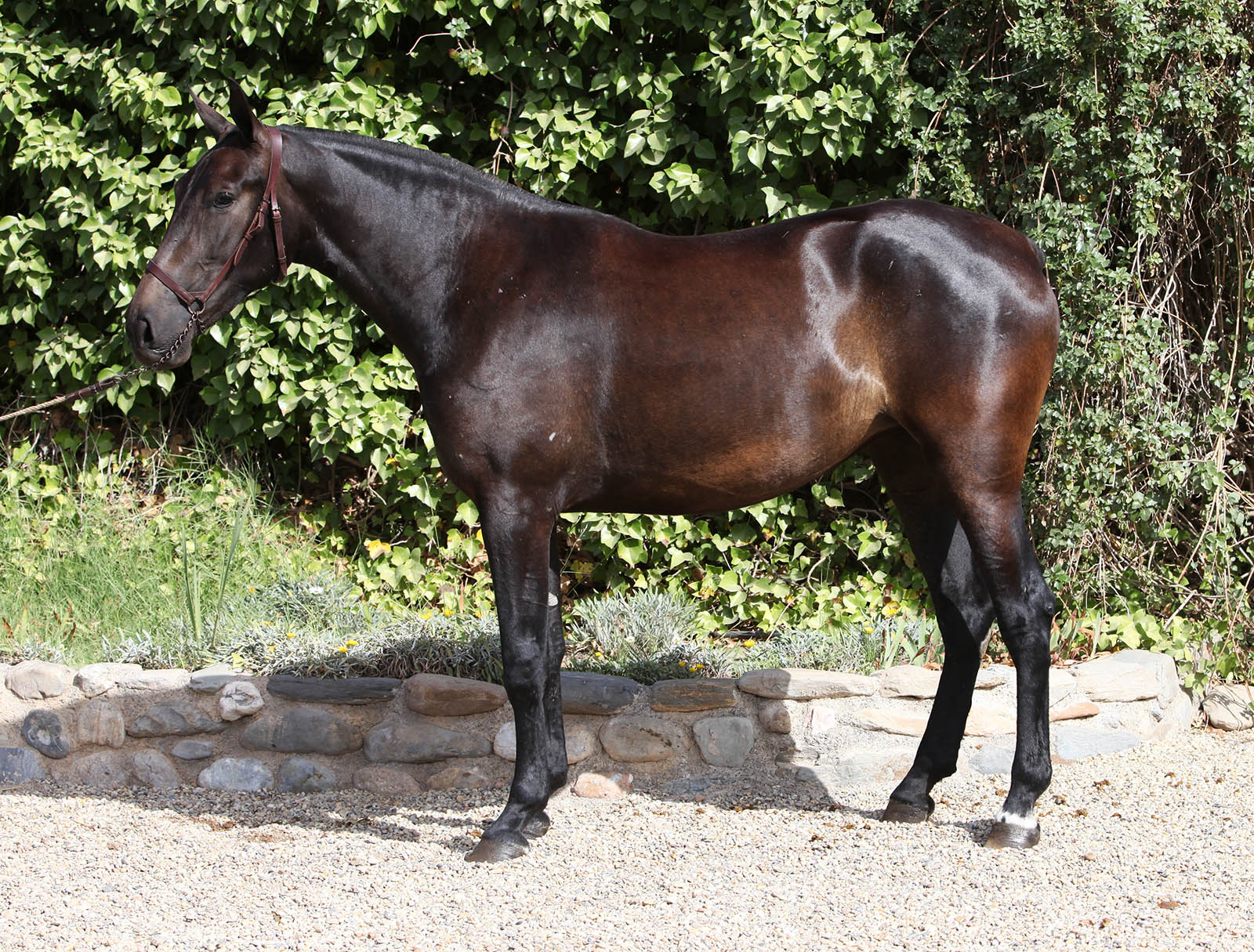Yegua PRE Torda - Grey Andalusian Mare