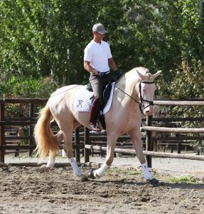 Perlino Andalusian Horse