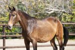 Buckskin Mare