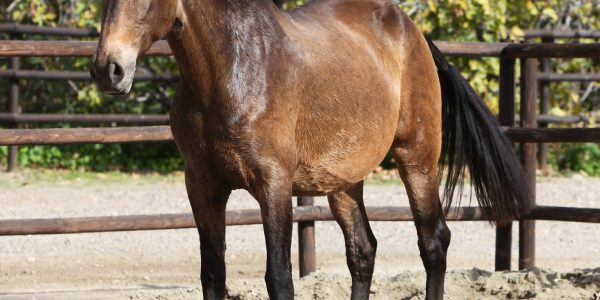 Buckskin Andalusian Brood mare