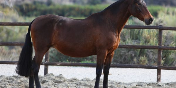 Best Ridden Andalusian Mares