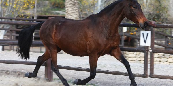 Driven Andalusian Mare