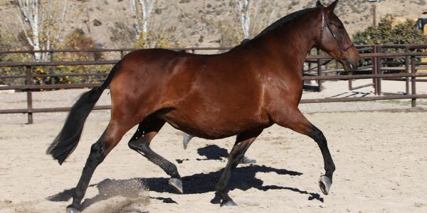 Bay Andalusian Mare