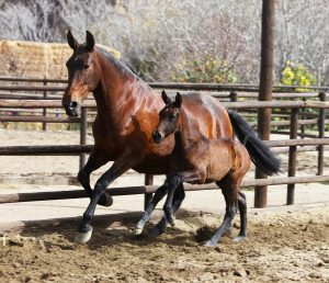 Andalusian Mares