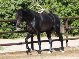 Andalusian Horse