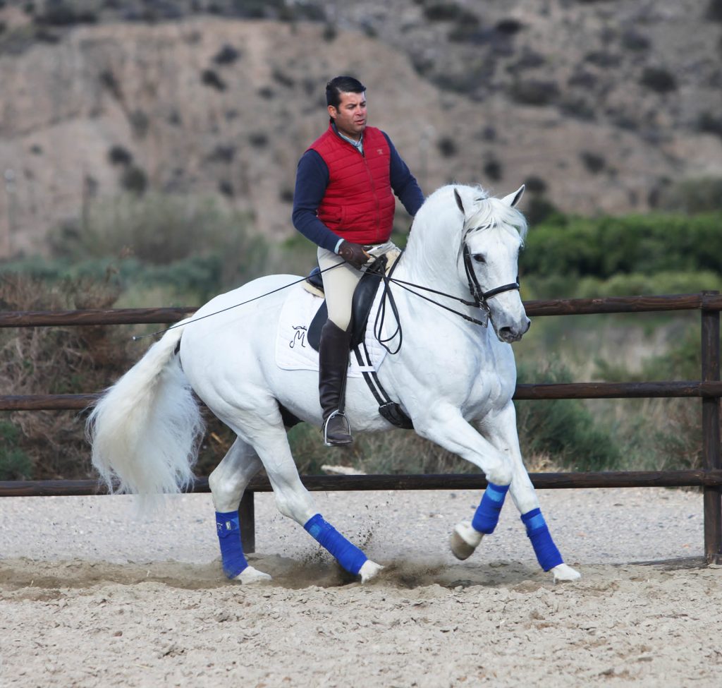 Horses for Sale Best Andalusians direct from Spain