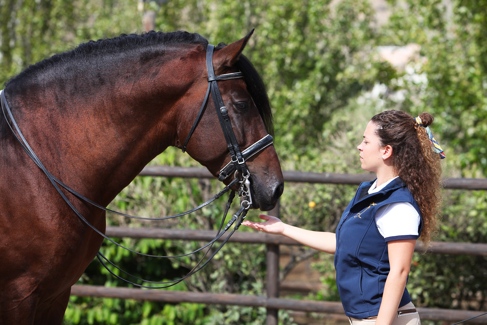 PRE Horses For Sale - Best Rated - direct from Andalusia - When Pre Horses